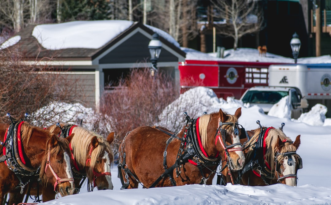 Photo sleigh ride